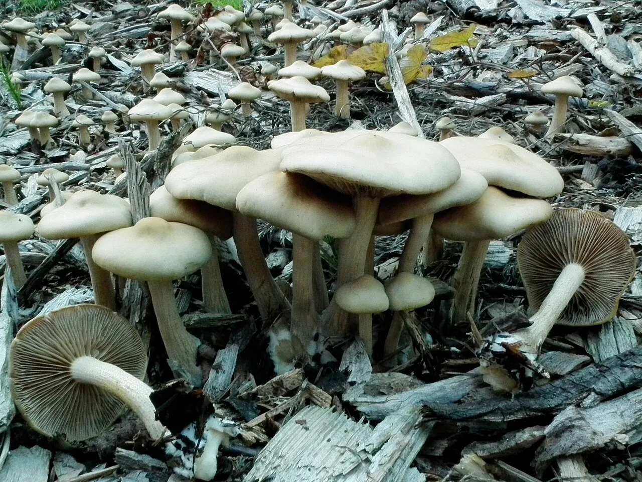 Agrocybe putaminum
