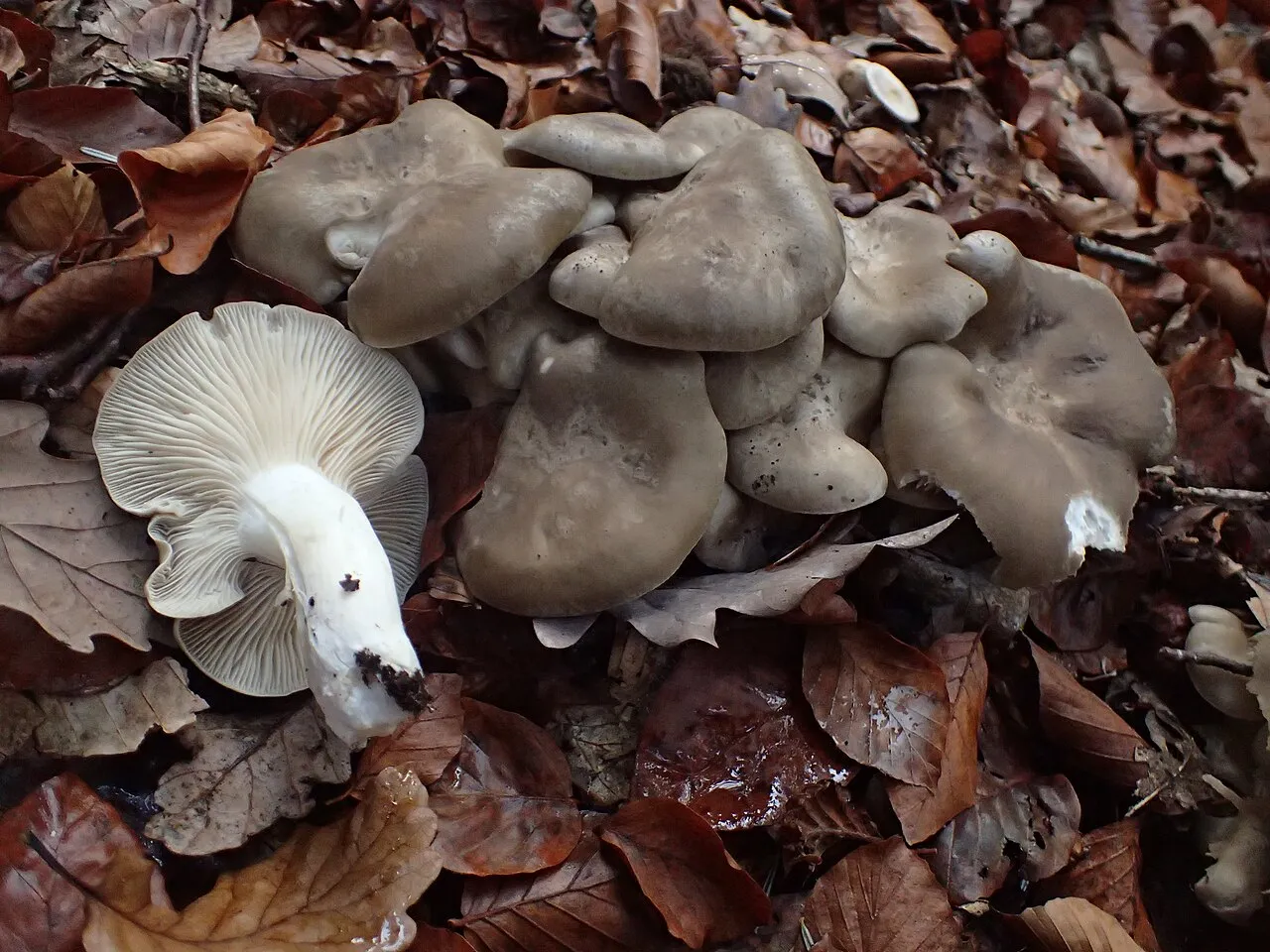 Lyophyllum