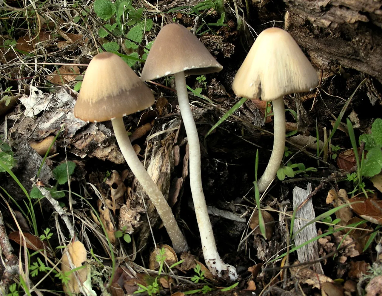 Psathyrella longipes