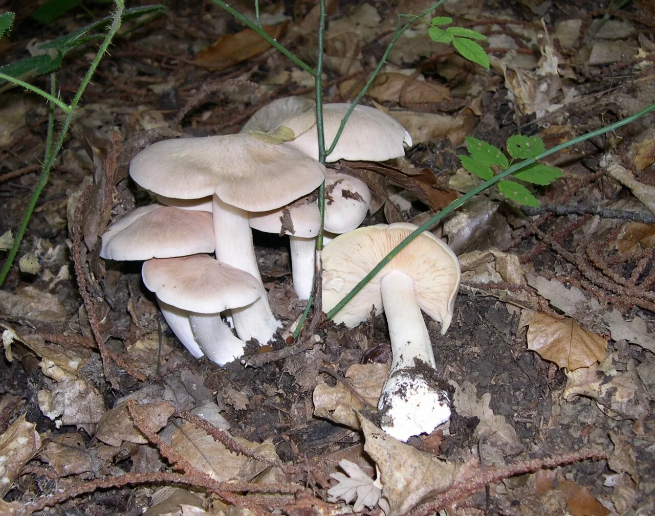 Entoloma