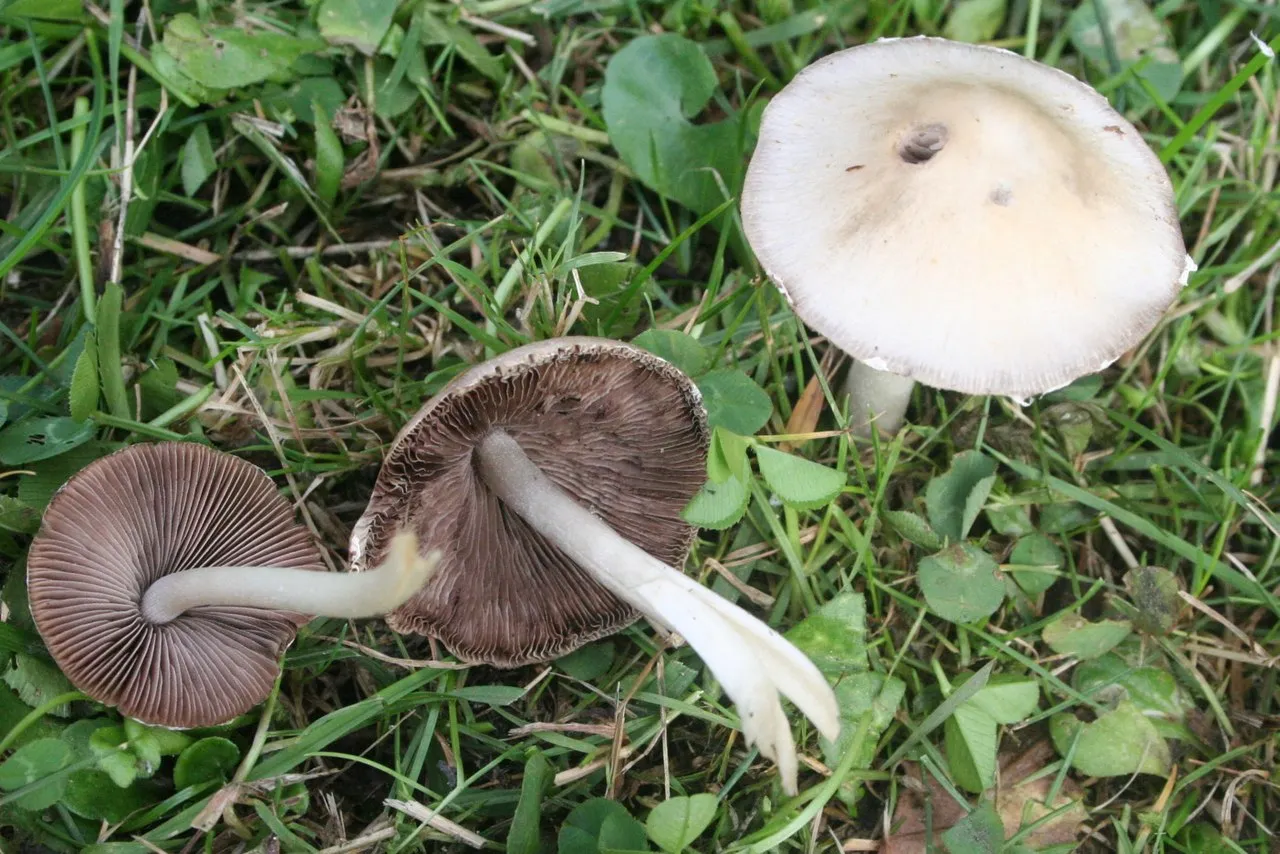 Candolleomyces