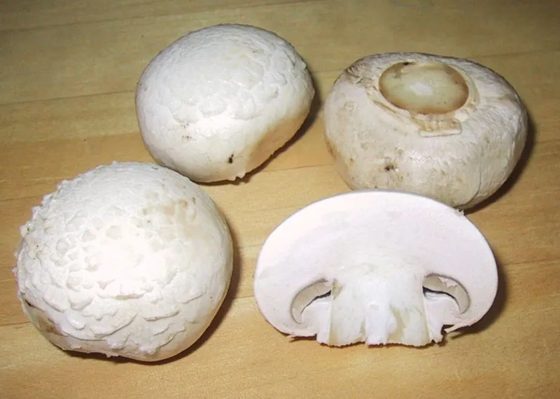 pieczarka dwuzarodnikowa