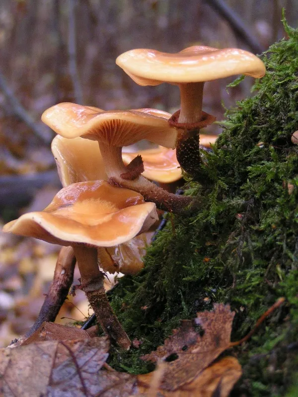 Kuehneromyces