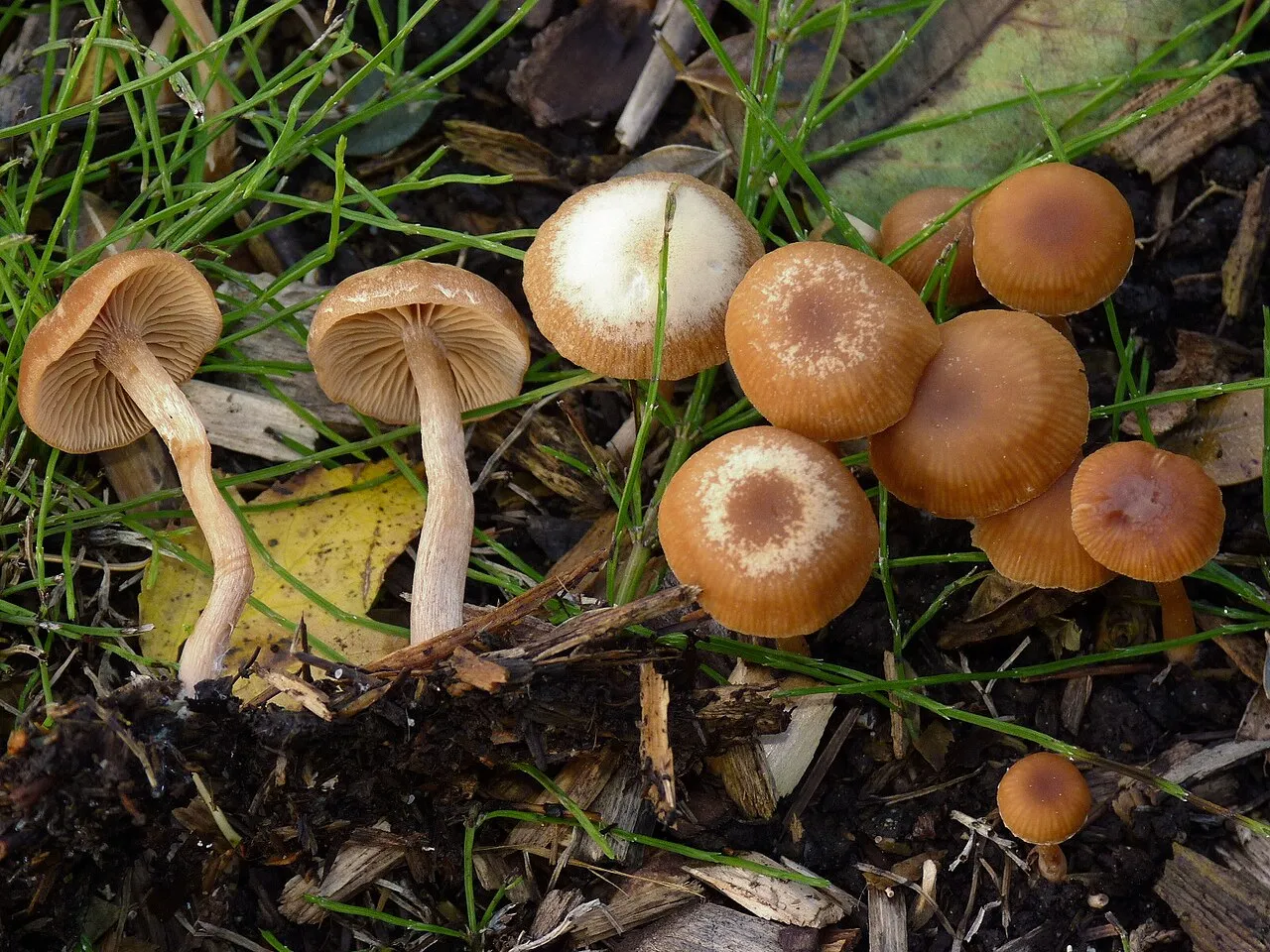 Tubaria