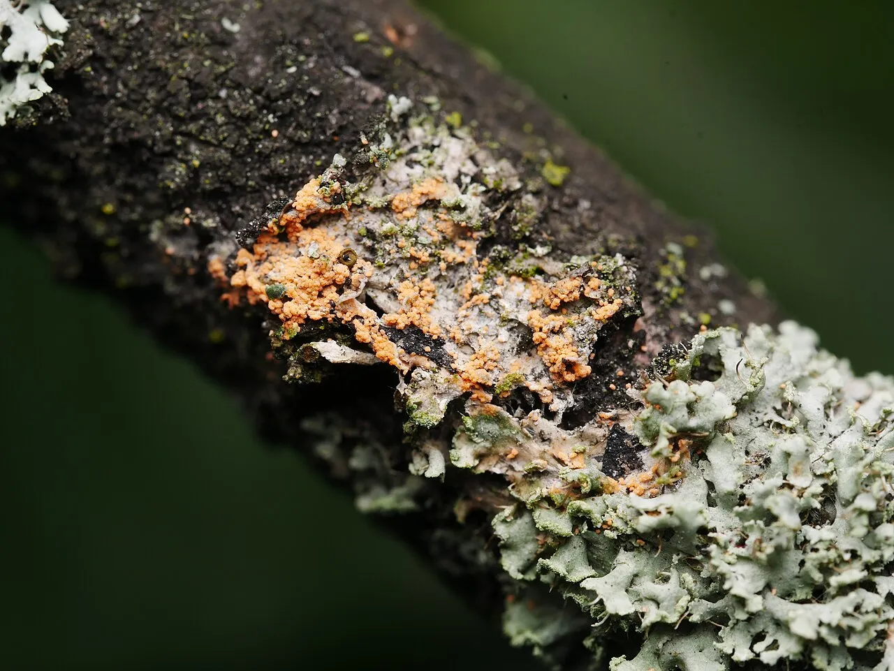 Erythricium
