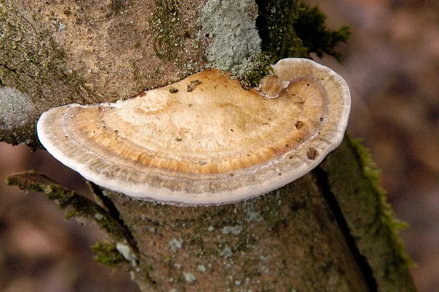 Gmatwica chropowata