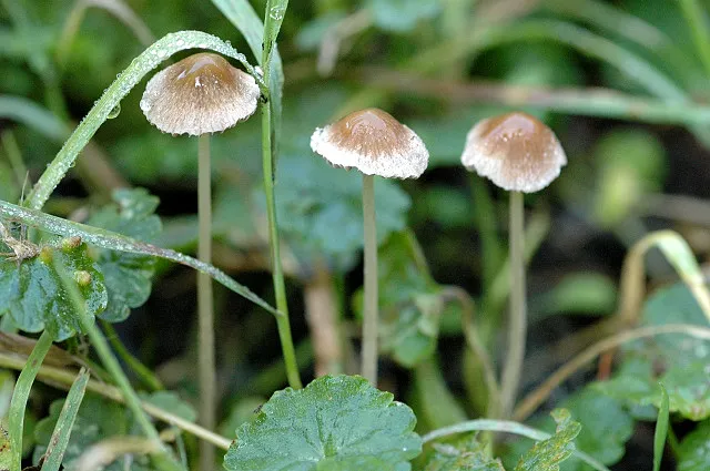 Kruchaweczka