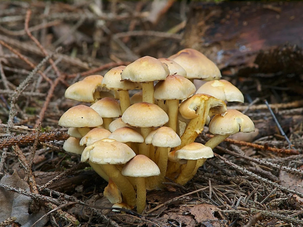 maślanka wiązkowa