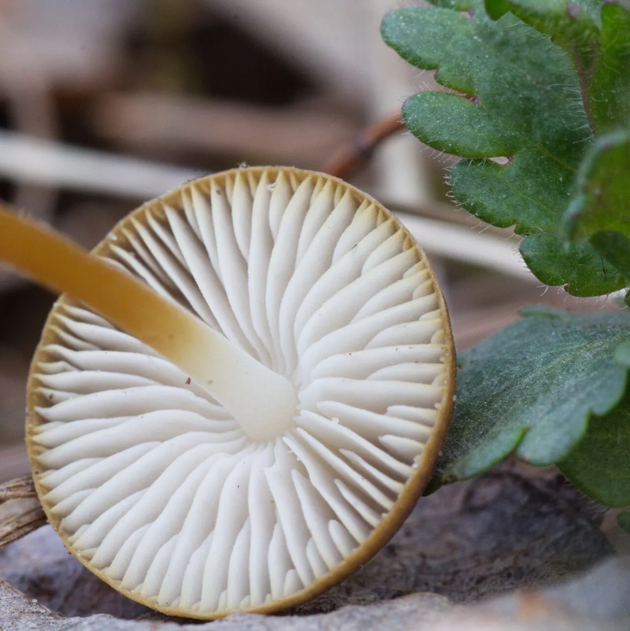 Strobilurus tenacellus
