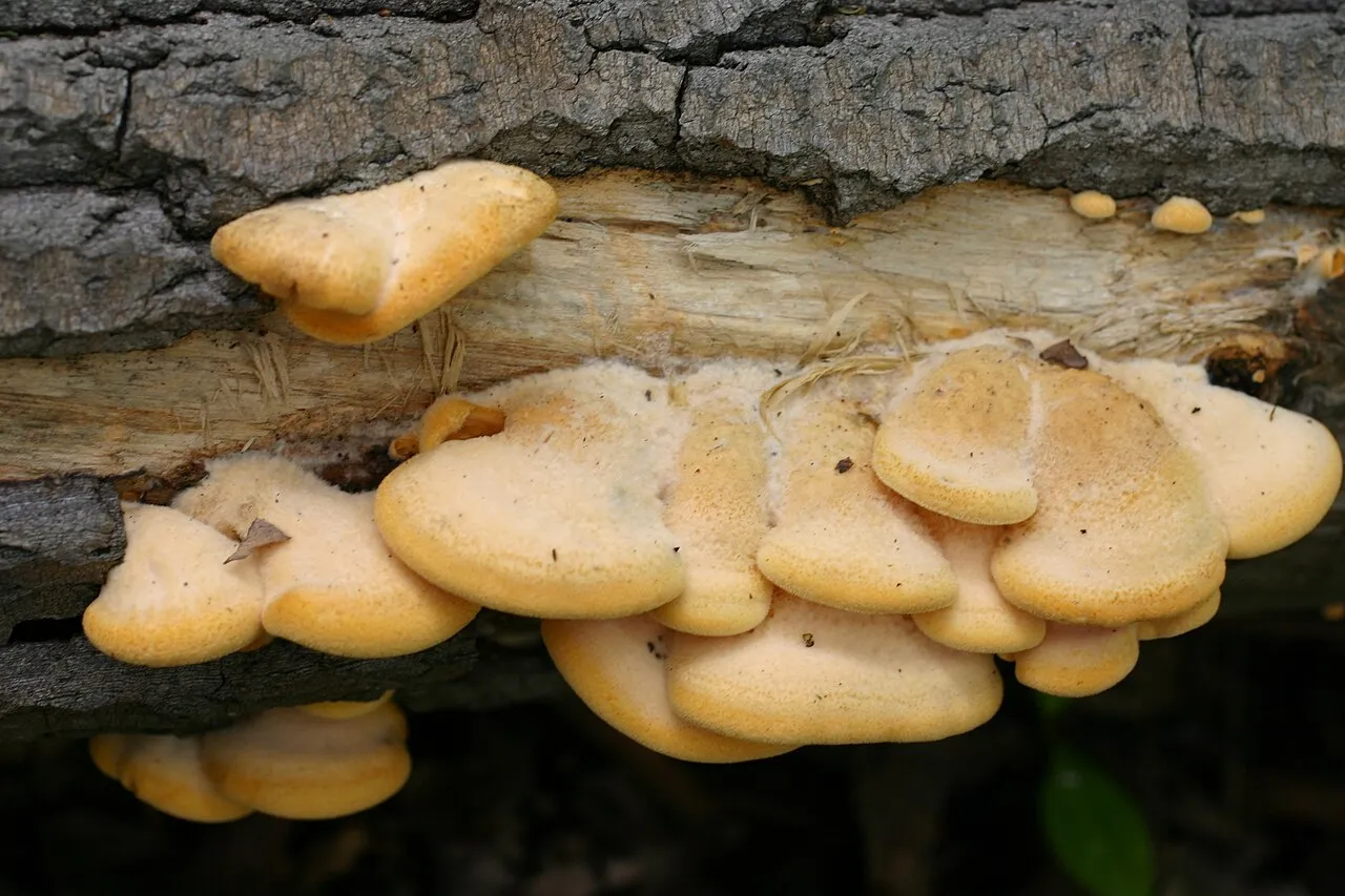 Phyllotopsis