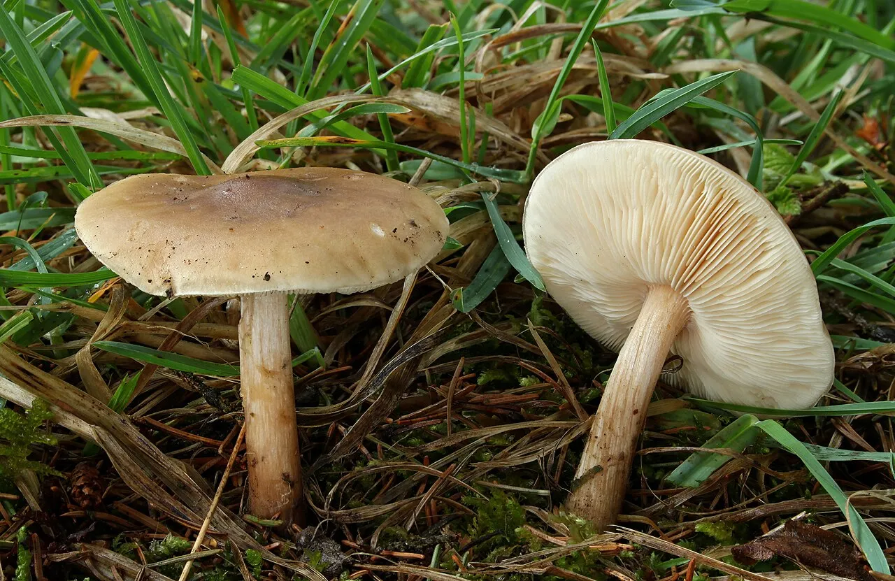 ciemnobiałka płowa
