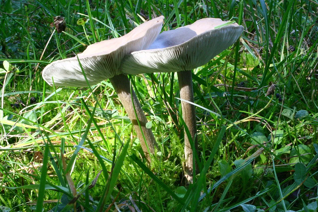 Melanoleuca