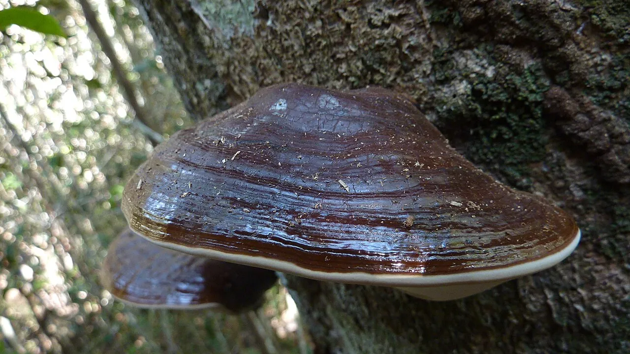 Ganoderma australe