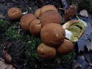 Purchawka gruszkowata