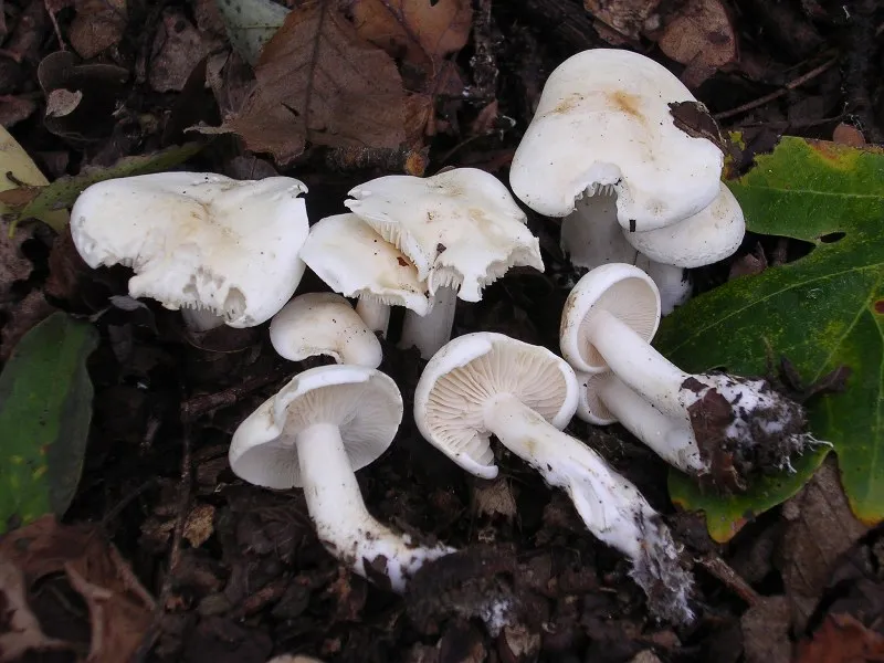 Hygrophorus cossus