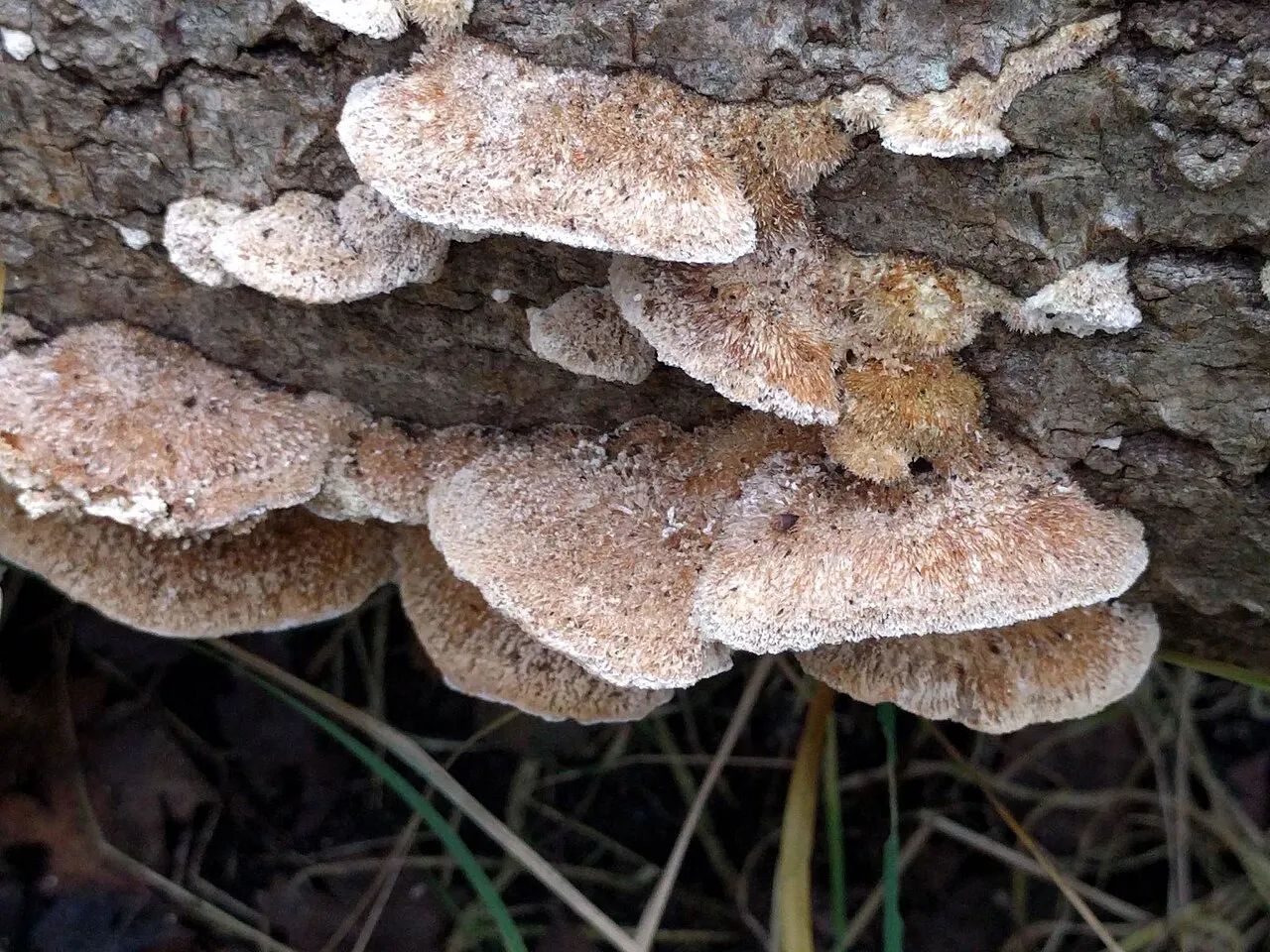 Coriolopsis