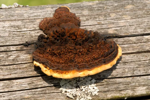 Niszczyca belkowa