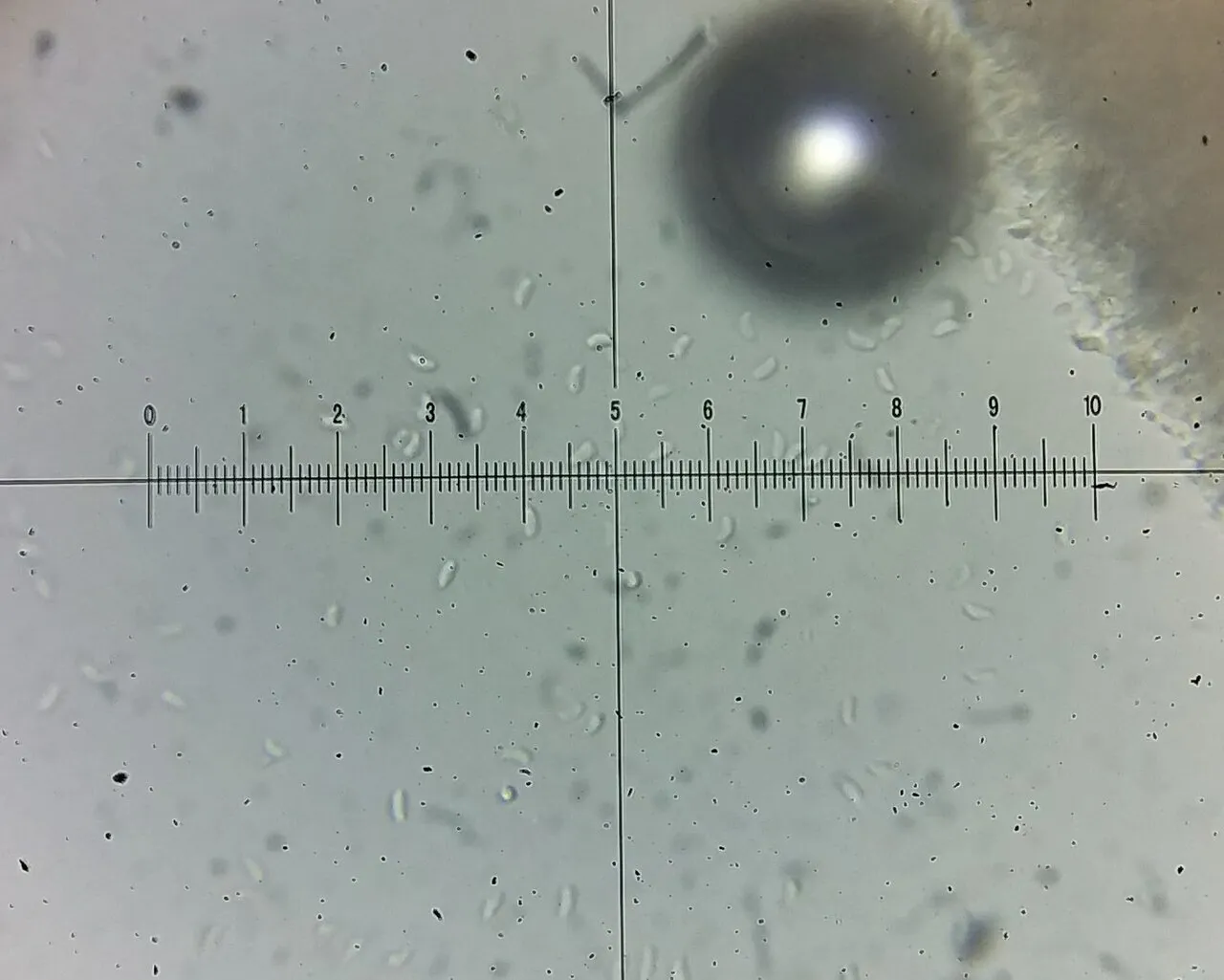 Basidioradulum