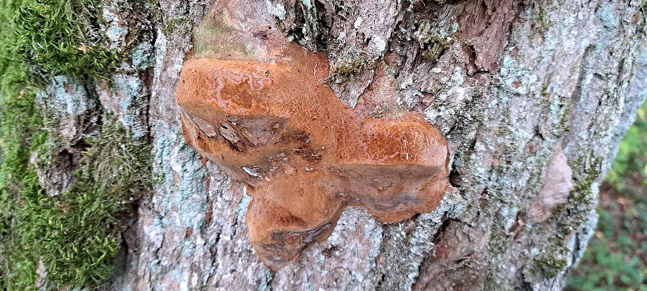 Fomitiporia