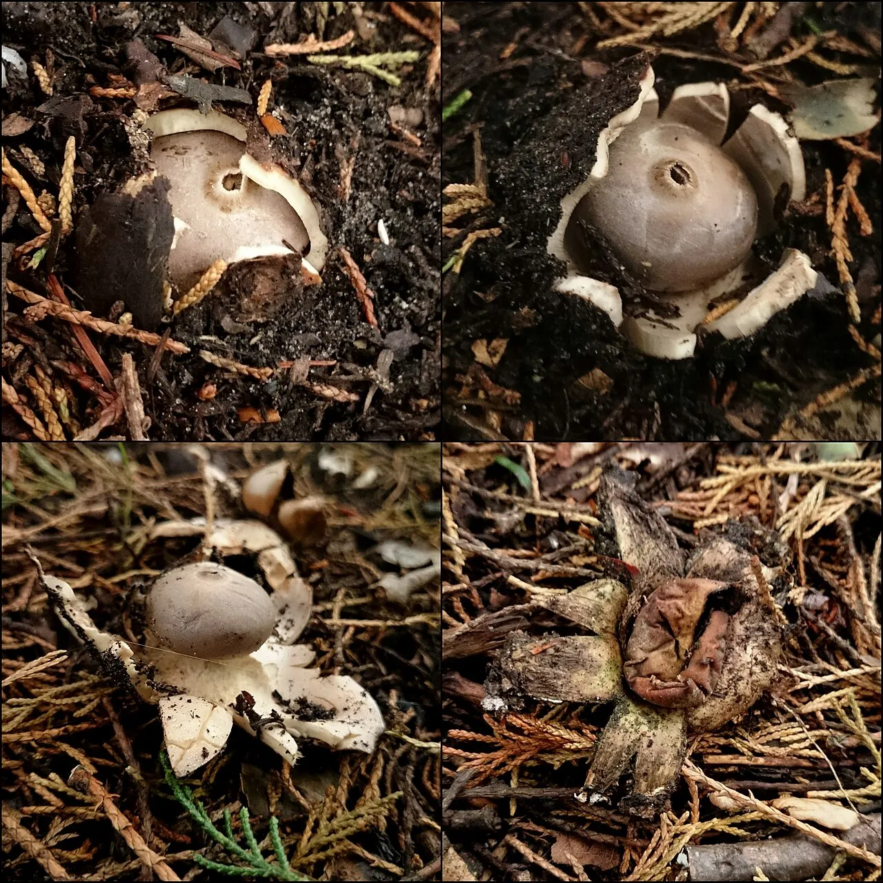 Gwiazdosz koronowaty