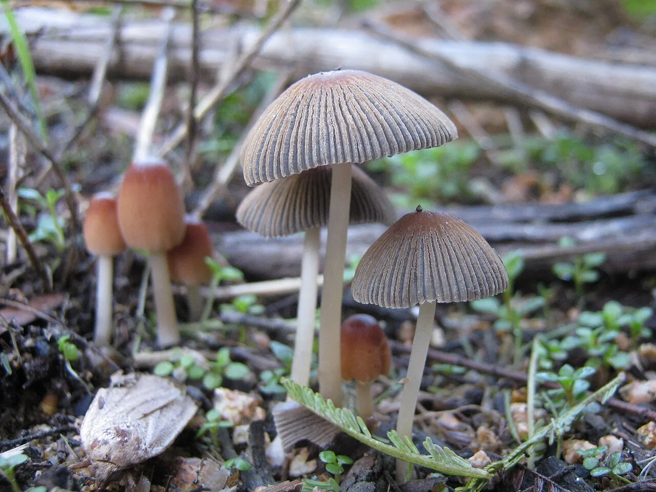 Parasola auricoma