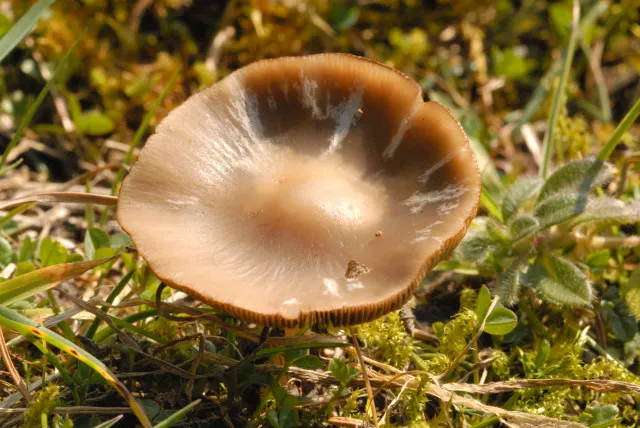 Kruchaweczka wąskoblaszkowa