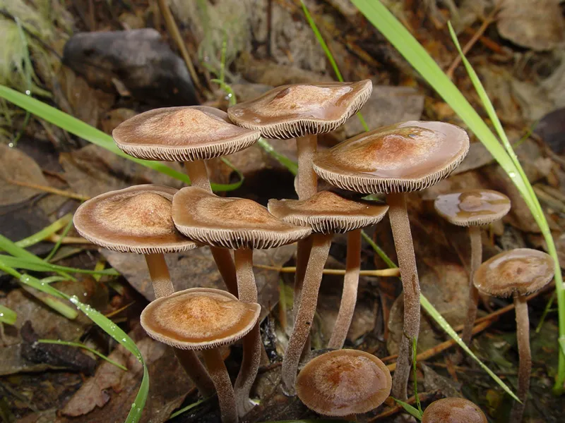 Panaeolus