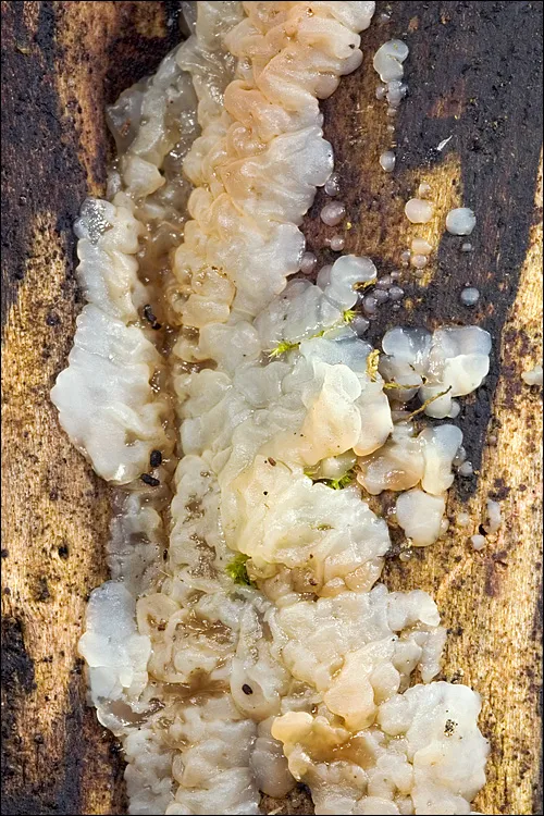 Kisielnica biaława