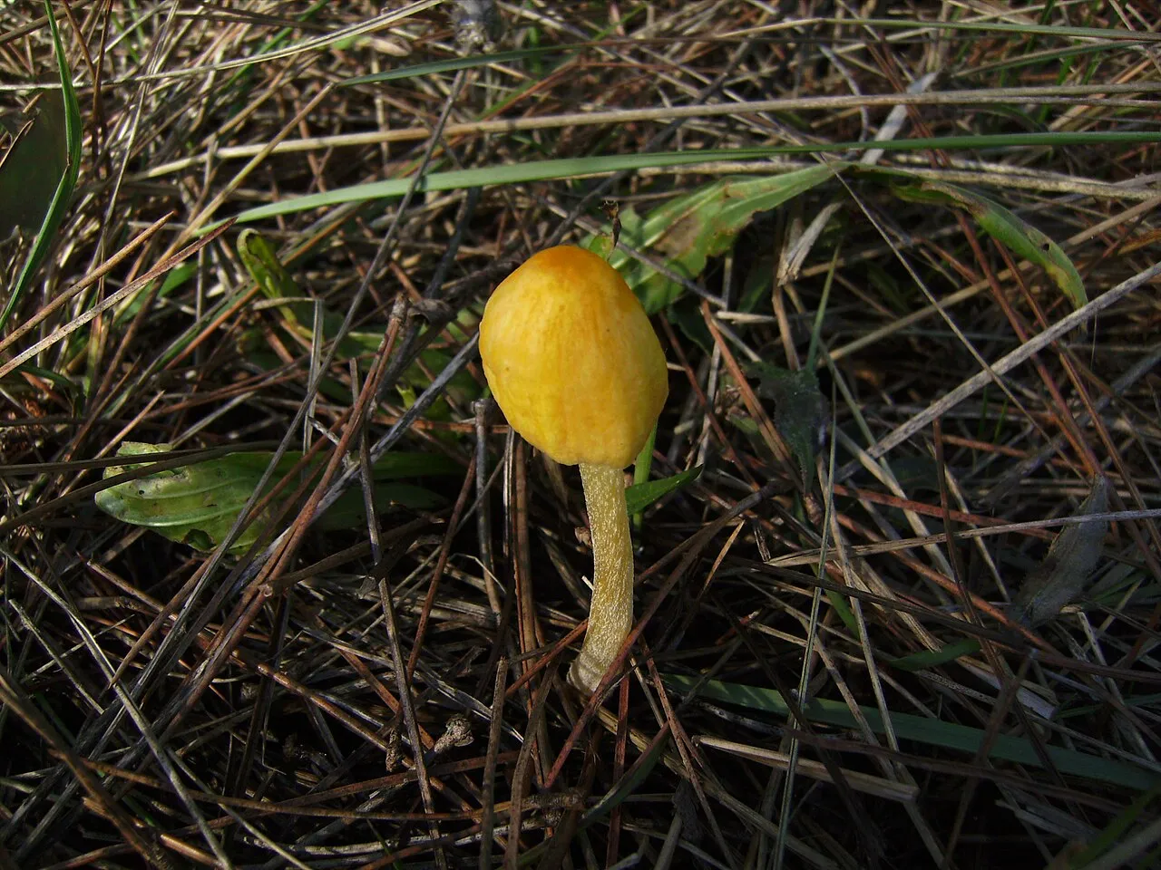 Bolbitius