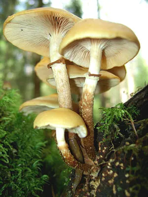 Kuehneromyces