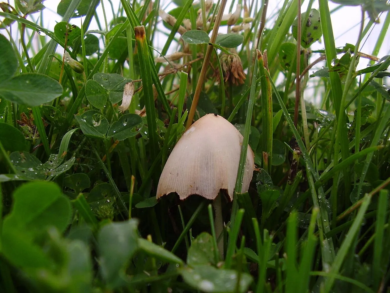 Conocybe