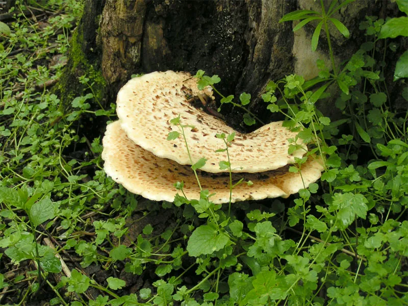 Cerioporus
