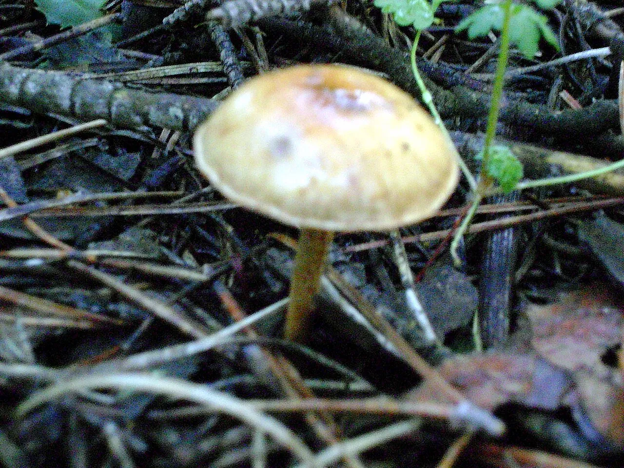 Collybia