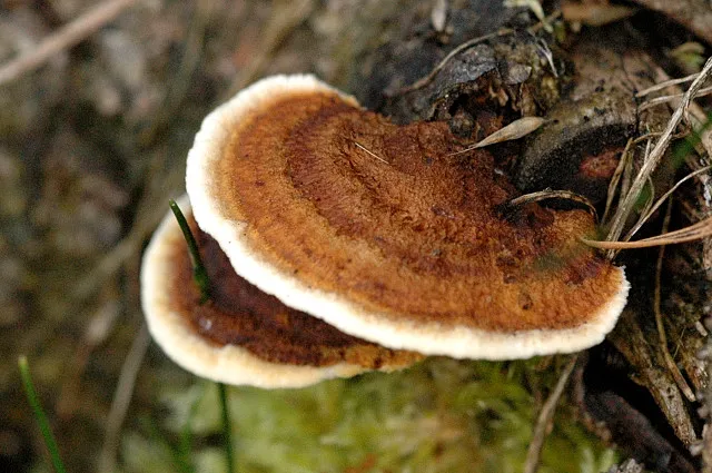 Niszczyca