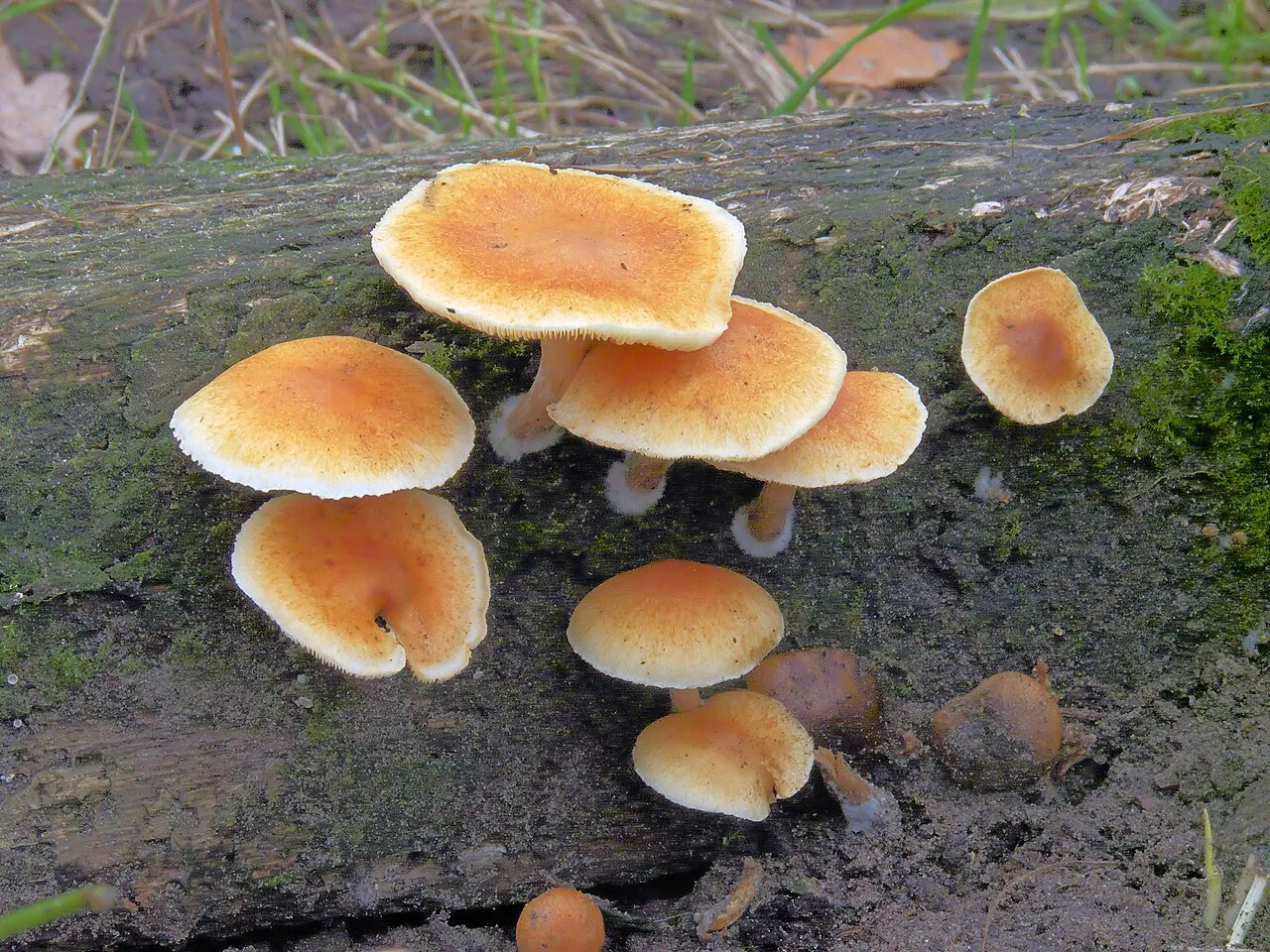 Gymnopilus