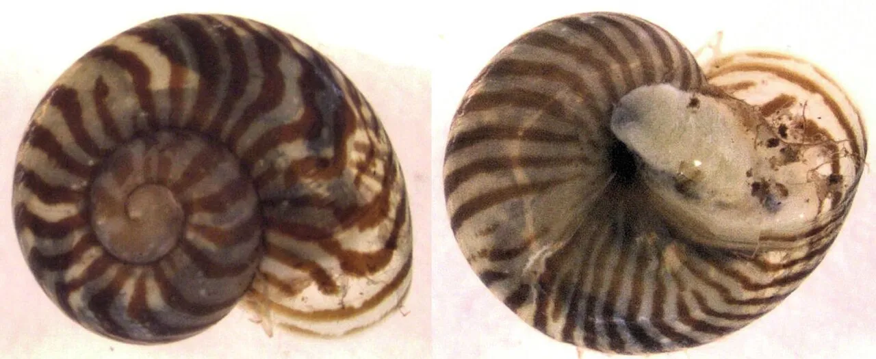 Flammulina