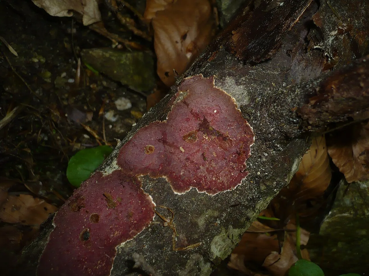 Hymenochaete cruenta