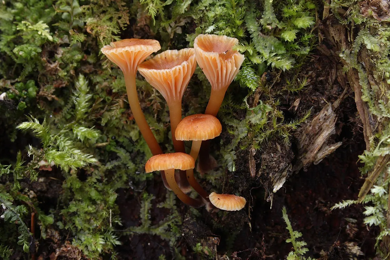 Xeromphalina
