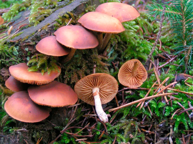 Galerina