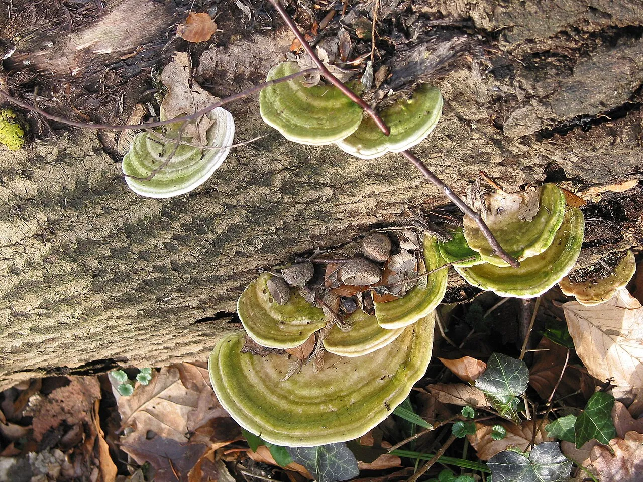 Trametes gibbosa