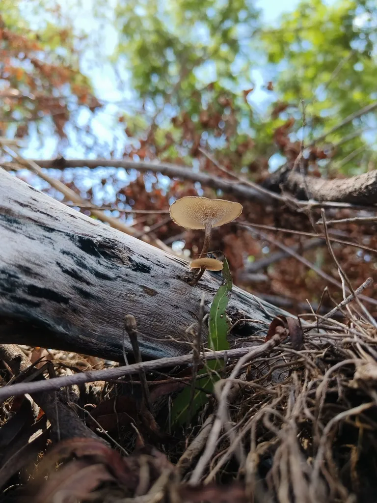 Lentinus arcularius