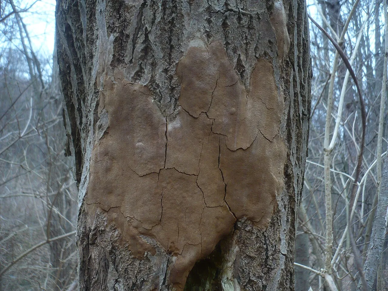 Guzoczyrka rozpostarta