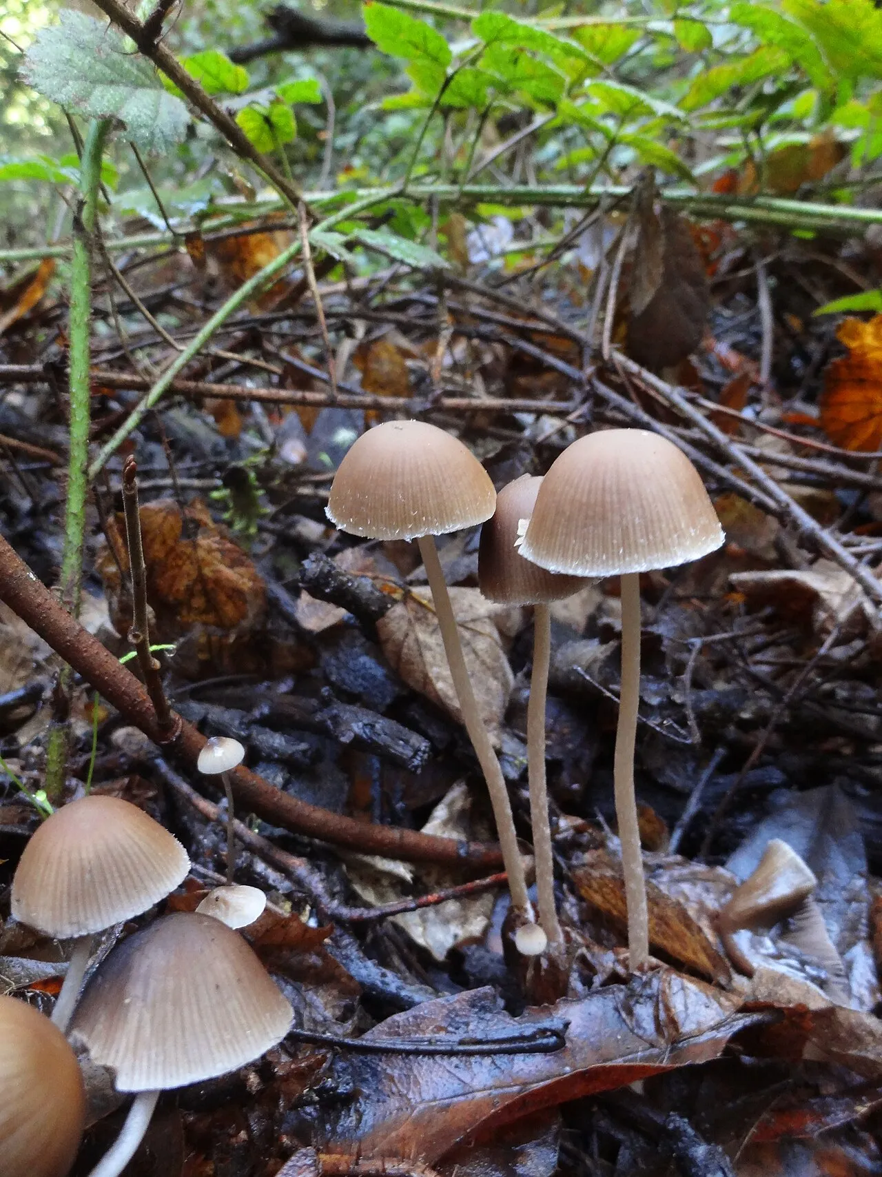 Kruchaweczka wysmukła