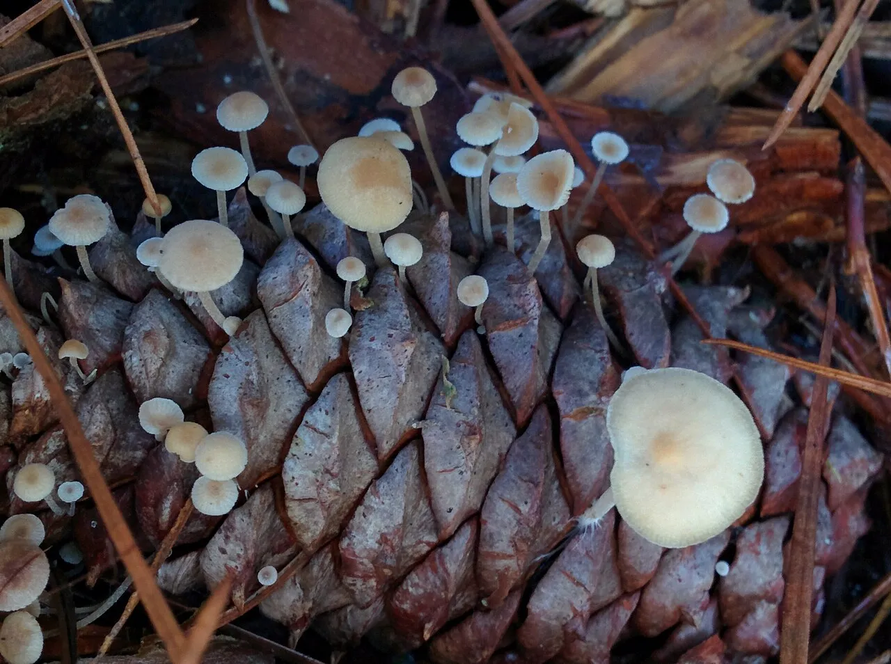 Baeospora