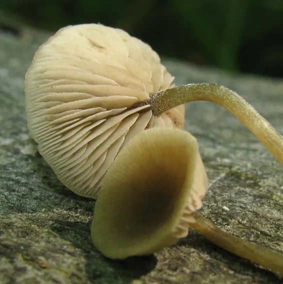 Simocybe