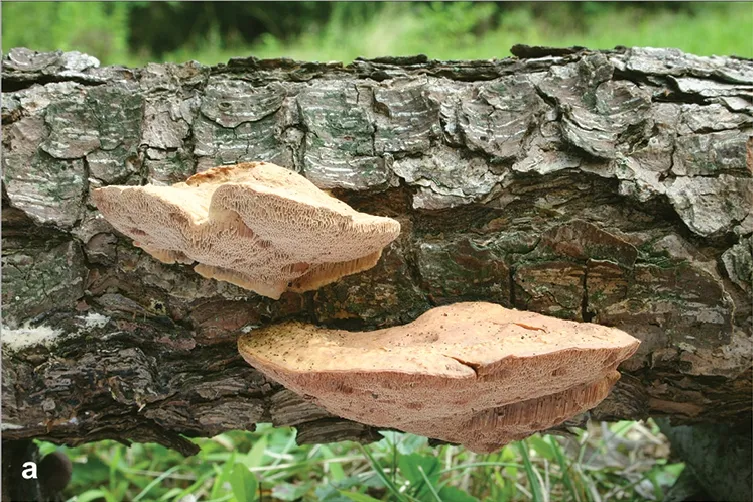 Hapalopilus