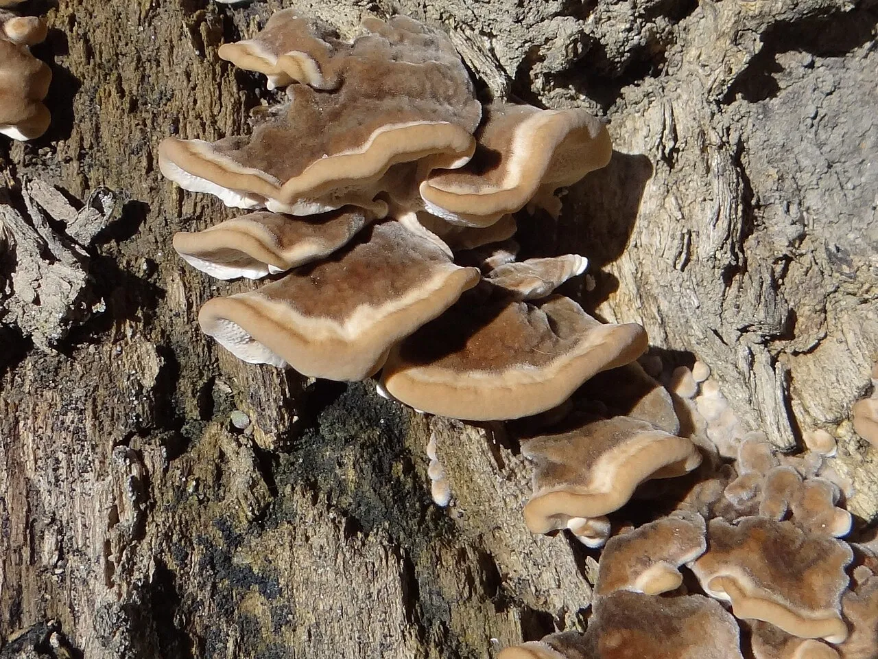 Szaroporka odymiona