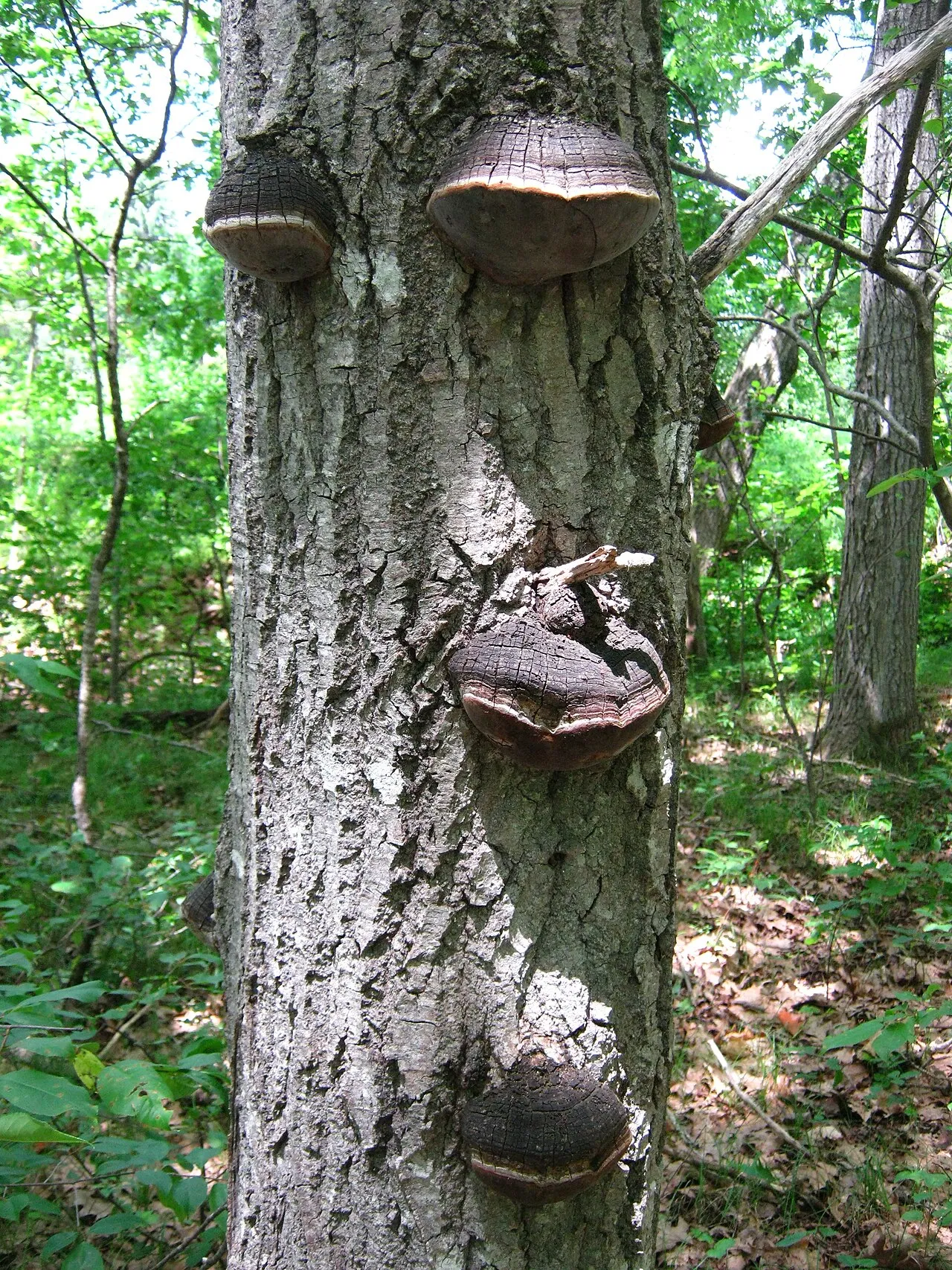 Phellinus nigricans