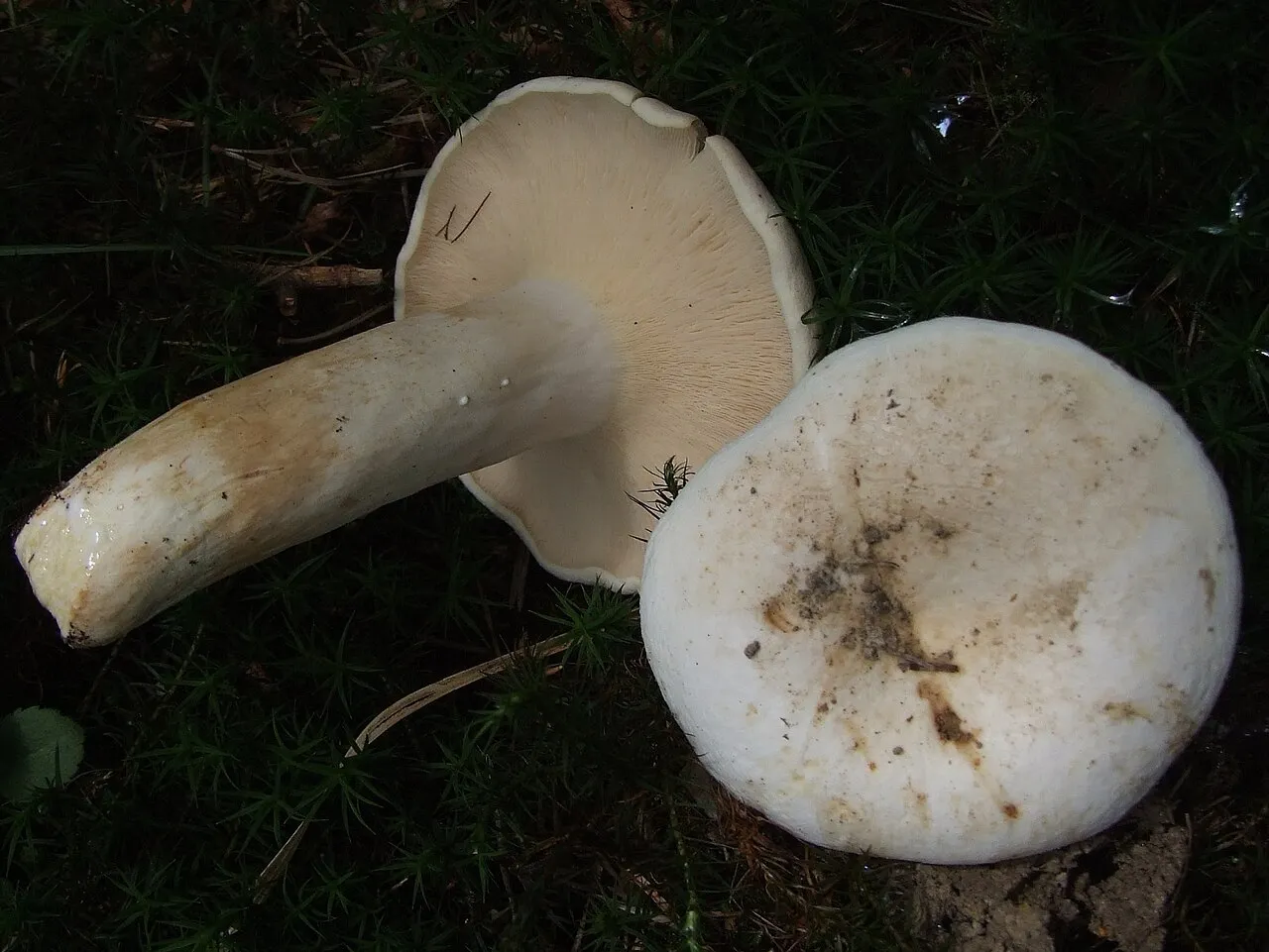 Lactifluus