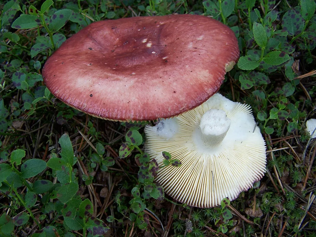 Gołąbek błotny